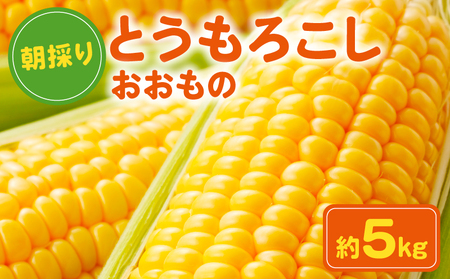 先行予約 とうもろこし おおもの 約5kg 銚子産 朝採れ トウモロコシ トウモロコシ トウモロコシ