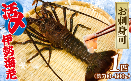 活〆 冷凍 伊勢海老 1匹(約700〜800g) 伊勢海老 伊勢海老 伊勢海老 伊勢海老 伊勢海老 治吉水産
