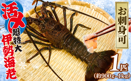 活〆 冷凍 超特大 伊勢海老 1匹(約900g〜1kg) 伊勢海老