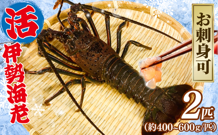 活伊勢海老 2匹 約1kg 伊勢海老 伊勢海老 伊勢海老 伊勢海老 伊勢海老 [8月10日以降順次発送予定] 治吉水産