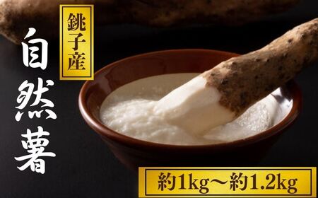 自然薯 約1kg~1.2kg 山芋 とろろ 山芋 とろろ 千葉県銚子市 弥兵衛