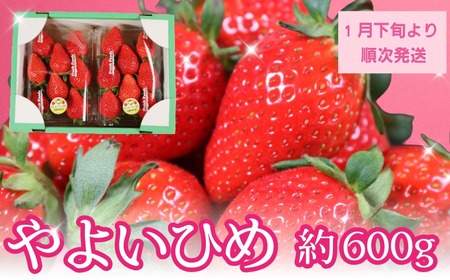 いちご やよいひめ 2パック 約600g 先行予約 [配送時期 1月下旬〜4月下旬頃]