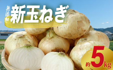 先行予約 新玉ねぎ 約5kg
