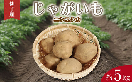 先行予約 じゃがいも 約5kg ニシユタカ [12月初旬~4月中旬頃発送予定]