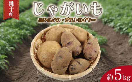 先行予約 じゃがいも 約5kg ニシユタカ デストロイヤー [12月初旬~4月中旬頃発送予定]