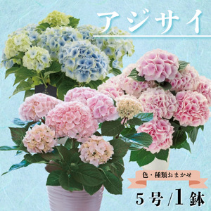 アジサイ 5号 1鉢 紫陽花 色 種類 おまかせ