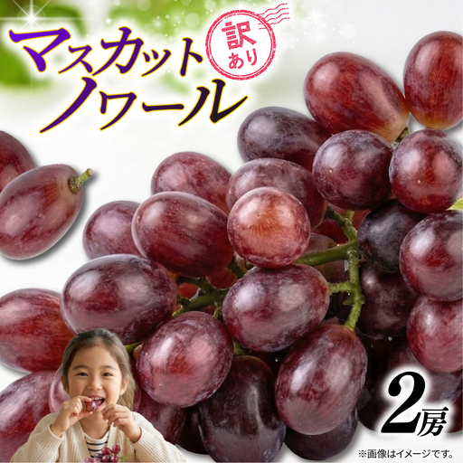 訳あり マスカットノワール  2房 900g 以上 数量限定 種なし