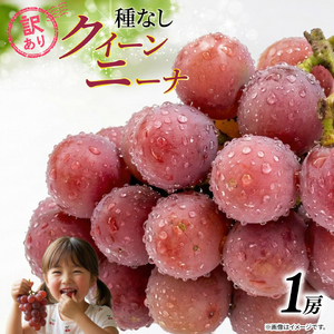訳あり クイーンニーナ 1房 500g以上 数量限定 種なし ブドウ