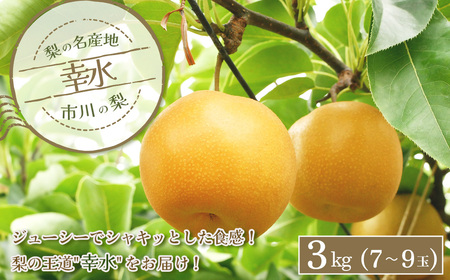 市川の梨 幸水 3kg(7〜9玉) [12203-0257]