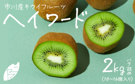 市川産キウイフルーツ(ヘイワード)バラ詰め[12203-0400]果物 くだもの フルーツ キウイ ヘイワード 甘い 市川市 12月発送