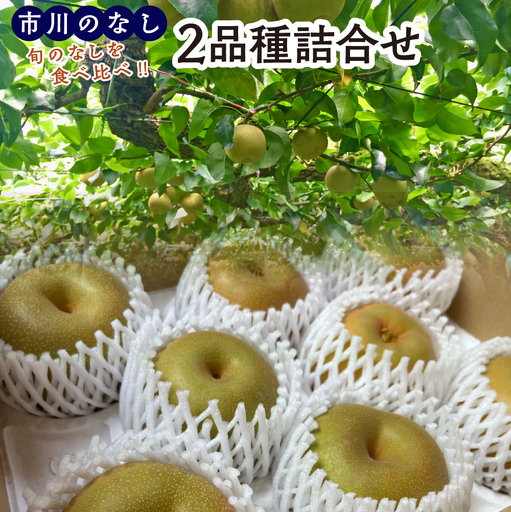 市川のなし「2品種詰め合わせ」　3kg（5～9玉）　【12203-0441】