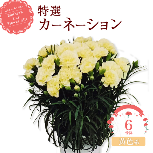 [2027年5月出荷]特選カーネーション6号鉢[カラー:黄色系] [12203-0433-3]