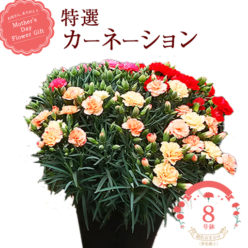 [2027年5月出荷]特選カーネーション8号鉢[褐色お任せ(多色植え)] [12203-0434]