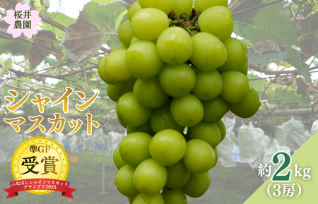 桜井農園のシャインマスカット