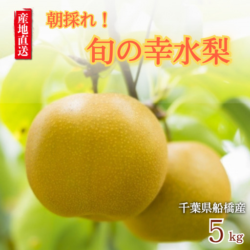 先行予約 梨 なし 船橋のなし 幸水 5kg おすすめ 千葉県 2026年発送 桜井農園