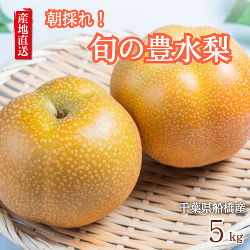 冷蔵発送 先行予約 梨 なし 船橋のなし 幸水 豊水 5kg おすすめ 千葉県 2026年発送 桜井農園