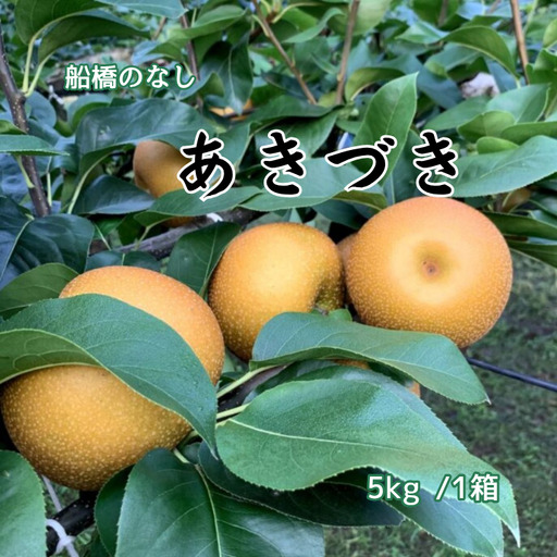 船橋のなし あきづき 5kg（大金園）