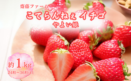 yԌzĂ˂C`S 24`36(1kgE悢P)(F025-2)