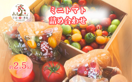 三須トマト農園 ミニトマト詰合せ 2.7kg とまと トマト フルーツトマト ミニトマト トマトジュース 野菜 やさい 人気 新鮮 産地直送 甘い 高糖度 完熟 食べやすい リコピン ビタミン ダイエット 美容 美肌 期間限定 限定
