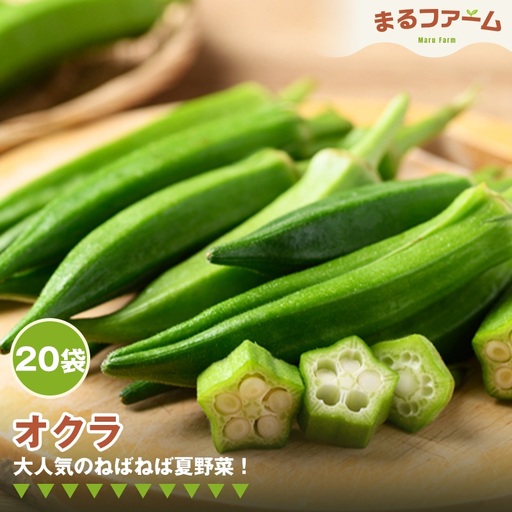 オクラ　20袋 ／ 新鮮 国産 野菜 夏野菜 ねばねば 食感 料理用 サラダ 天ぷら 和え物 下処理簡単 大容量 日常使い 千葉県 特産 No.378