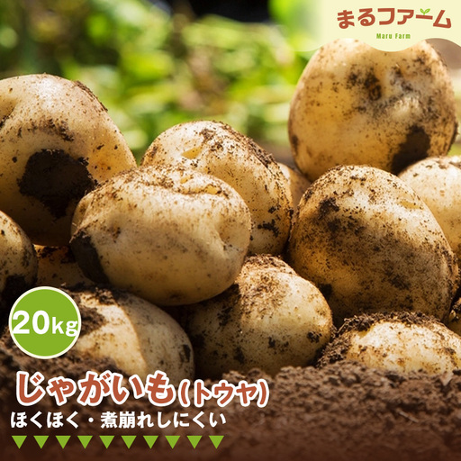 ジャガイモ（トウヤ） 20kg ／ じゃがいも トウヤ 国産 新鮮 野菜 大容量 たっぷり 常備野菜 料理 煮込み カレー シチュー 煮崩れしにくい ホクホク 食感 日常使い 千葉県 特産 No.384