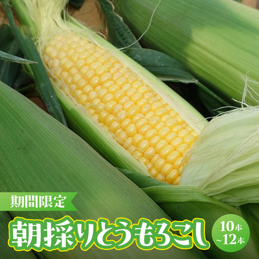 【期間限定】朝採りとうもろこし（10～12本）MBBD001