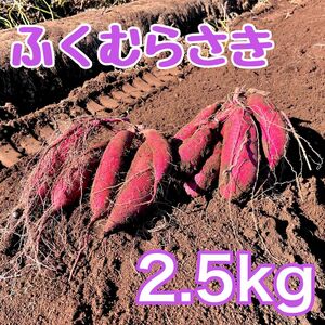 �ӂ��ނ炳��2.5kg�@�T�c�}�C�� ���܂��� �� ��t�� ���c�s