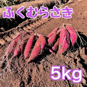 �ӂ��ނ炳��5kg�@�T�c�}�C�� ���܂��� �� ��t�� ���c�s