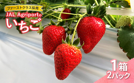 [先行予約]JALの直営農園からお届け ファーストクラス採用の「JAL Agriportのいちご」1箱 2パック いちごイチゴ 朝採り ファーストクラス 機内食 成田市 千葉県