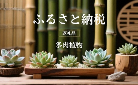 [ふるさと納税]多肉植物 鉢植え おまかせ エケベリア セダム 2.5号 12鉢セット 切苗 詰め合わせ 癒しのおしゃれインテリア 観葉植物 ガーデニング ミニグリーン 千葉県 成田市
