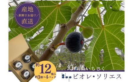 ビオレ・ソリエス 約12個入り(約3個×4パック) 果物 フルーツ 国産フルーツ イチジク ビオレソリエス 黒いちじく 希少品種 産地直送 千葉県 成田市