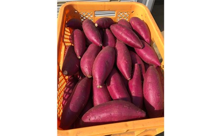熟成 シルクスイート さつまいも(L) 5キロ 野菜 サツマイモ 5kg