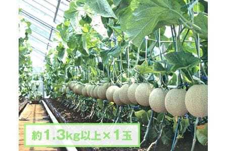No.068 y1.3kgȏ×1ʁztANAi}XNj