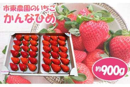 [市東農園のいちご]かんなひめ 約900g