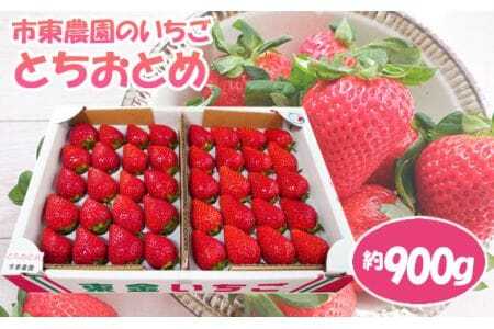 [市東農園のいちご]とちおとめ 約900g
