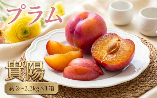 すもも 貴陽 約2~2.2kg フルーツ 果物 すもも プラム