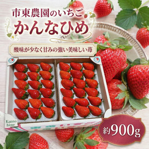 4月収穫 苺 かんなひめ 約900g いちご 完熟 イチゴ ichigo itigo フルーツ 新鮮 かんな姫 カンナヒメ ふるーつ くだもの 果物 旬 甘い くだもの 大粒 食べ応え ジューシー 朝採れ 数量限定 プレゼント ギフト 朝食 スイーツ 酸味 甘味 国産 贈答用 家庭用 市東農園 千葉 東金
