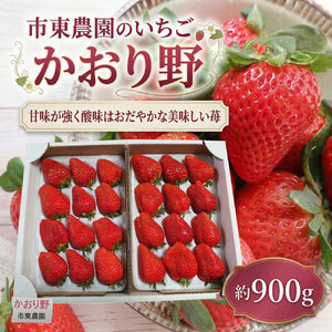 4月収穫 苺 かおり野 約900g いちご イチゴ 完熟 かおりの カオリノ ichigo itigo フルーツ 新鮮 ふるーつ くだもの 果物 旬 甘い くだもの 大粒 食べ応え ジューシー 朝採れ 数量限定 プレゼント ギフト 朝食 スイーツ 酸味 甘味 国産 贈答用 家庭用 市東農園 千葉 東金