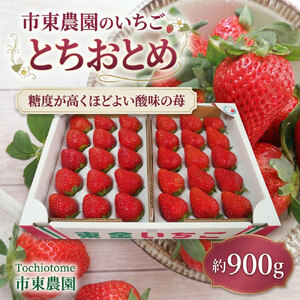 4月収穫 苺 とちおとめ 約900g いちご イチゴ ichigo itigo フルーツ トチオトメ とち乙女 新鮮 ふるーつ くだもの 果物 旬 甘い くだもの 大粒 食べ応え ジューシー 朝採れ 数量限定 プレゼント ギフト 朝食 スイーツ 酸味 甘味 国産 贈答用 家庭用 市東農園 千葉 東金