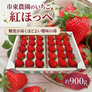 4月収穫 苺 [紅ほっぺ] 約900g いちご イチゴ べにほっぺ