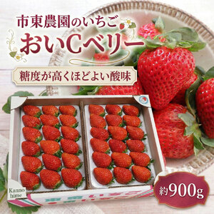4月収穫 苺 [おいCベリー] 約900g いちご イチゴ おいしーベリー