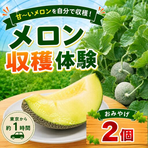 メロン 収穫体験 2〜3個 お持ち帰り付き