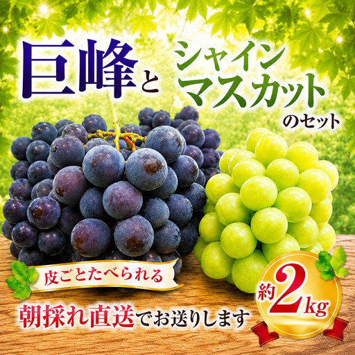 巨峰 3房〜4房 と シャインマスカット 1房 セット 約2kg