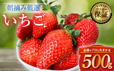 先行予約 品種おまかせいちご 500g いちご いちご いちご いちご いちご いちご いちご