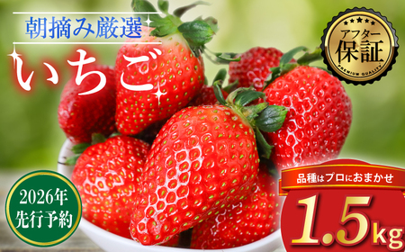 【2026年2月より発送】　先行予約 品種おまかせいちご 1500g 苺 いちご いちご いちご いちご いちご いちご