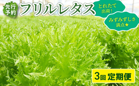 [先行予約] フリルレタス 全3回発送 [ 定期便 固定月 ] 野菜 定期便 野菜 定期便 野菜 定期便