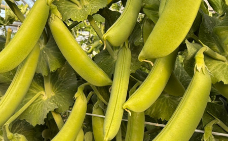 スナップエンドウ 1.7kg えんどう スナップエンドウ スナップエンドウ スナップエンドウ