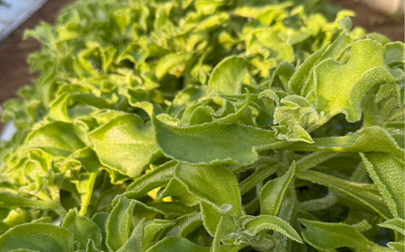 アイスプラント 12パック入り