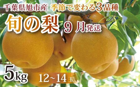 千葉県産梨 9月発送 約5kg 農家直送 梨 梨梨梨梨梨