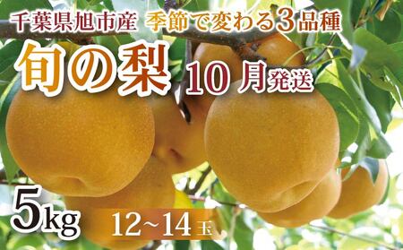 千葉県産 梨 約5kg 10月発送 旬の梨 梨梨梨梨梨梨